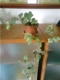 3e61ee4a-Picture 001.jpg